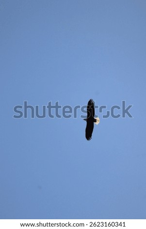 The American Balk Eagle in Flight