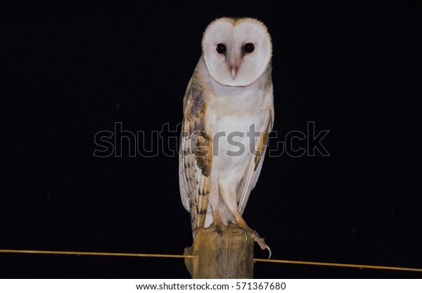 American Barn Owl Stock Photo Edit Now 571367680