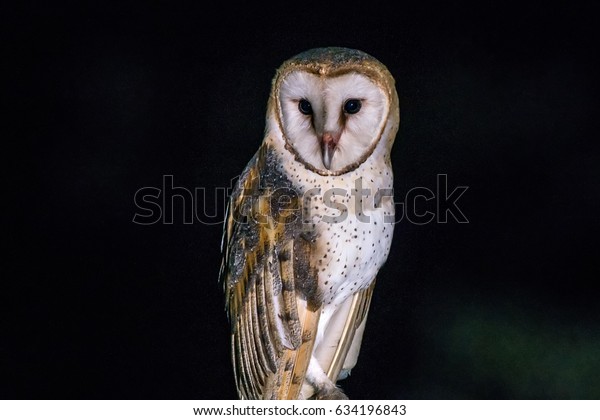 American Barn Owl Tyto Furcata Photographed Stock Photo Edit Now