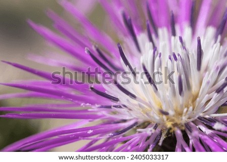 Similar – Image, Stock Photo Thistles in winter Plant