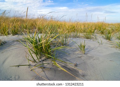 American Beachgrass (Ammophila Breviligulata) On Sand Dunes In Corson's Inlet State Park, Ocean City, New Jersey. Dune Grasses Are Essential To Creating And Stabilizing Dunes On Barrier Islands. 