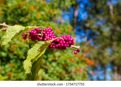 American Beauty Berries At A Florida Wildlife Conservation