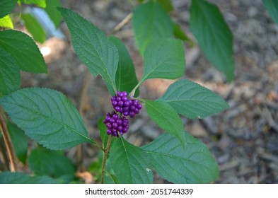 The American Beauty Berry (Callicara americana) produce large clusters of purple berries and is native of the Southern United States and is often grown as an ornamental in gardens.