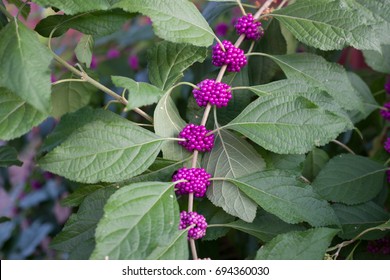 American Beautyberry