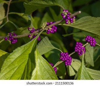 American Beautyberry Or Callicarpa Americana