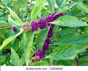 American Beautyberry Callicarpa Americana