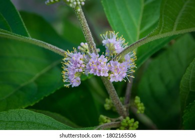 American Beautyberry
Callicarpa Americana Flowers