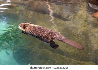 Baby Beaver Hd Stock Images Shutterstock