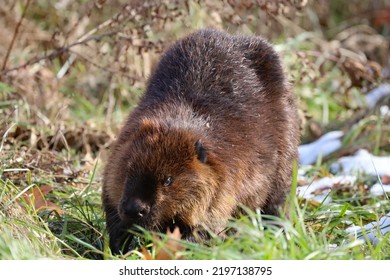 American Beaver On Snowy Grass