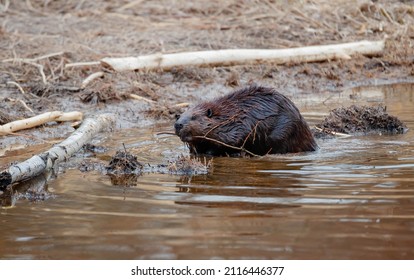 American Beaver Swimming In Pond