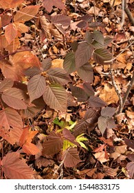 American Beech Tree Autumn Leaves