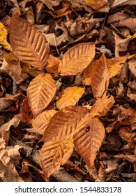 American Beech Tree Autumn Leaves