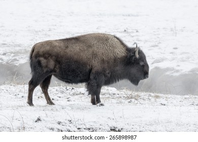 3,038 American bison winter Images, Stock Photos & Vectors | Shutterstock