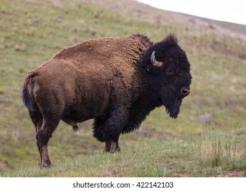 American bison 
