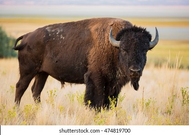 American Bison