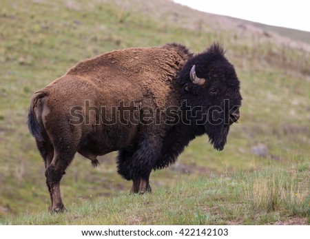 American bison 