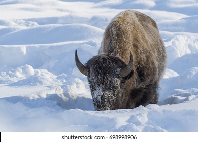 9,155 Bison In The Snow Images, Stock Photos & Vectors | Shutterstock