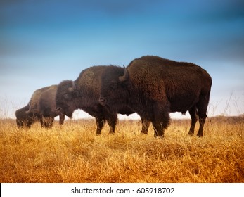 American bison, aka buffalo, looking regal on the prairie