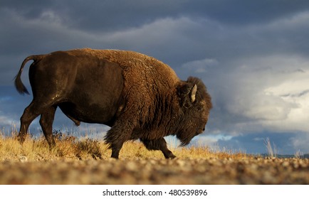 American Bison a.k.a. Buffalo walking across the prairie landscape against a dramatic stormy sky in western Montana