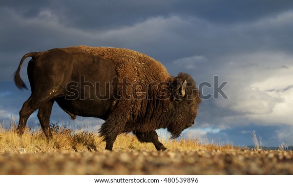 American Bison Aka Buffalo Walking Across Stock Photo (Edit Now) 480539896