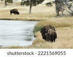 American Bison along Nez Perce River in autumn, Yellowstone National Park, Nez Perce River, Wyoming