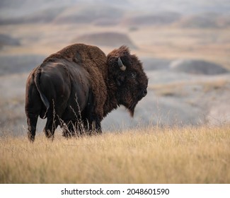 American Bison in the Badlands