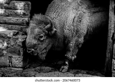 American Bison Black N White