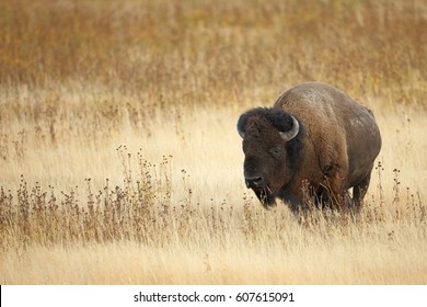 An American Bison Or Buffalo