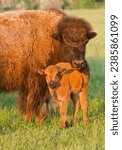 American Bison (buffalo)  cow and calf, sheding their winter coats, in North Dakota