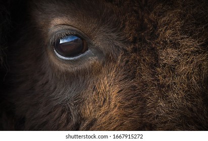 American Bison Or Buffalo Eye Closeup.