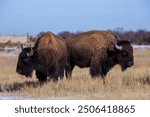 American bison, or buffalo, on the prairie with tan grasses in Colorado.  Large bison with shaggy fur in tall grasses in open field. Brown bison with brown grasses.