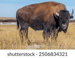 American bison, or buffalo, on the prairie with tan grasses in Colorado.  Large bison with shaggy fur in tall grasses in open field. Brown bison with brown grasses.