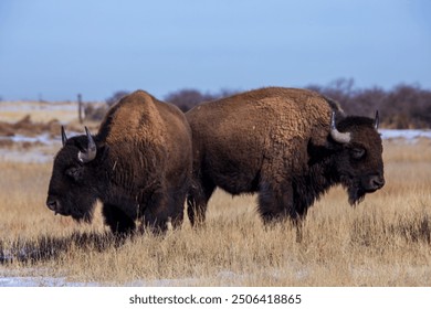 American bison, or buffalo, on the prairie with tan grasses in Colorado.  Large bison with shaggy fur in tall grasses in open field. Brown bison with brown grasses.