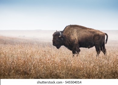 Bison High Res Stock Images Shutterstock