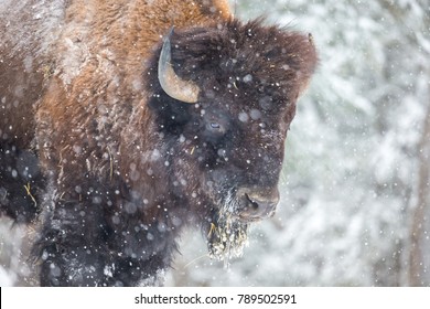 American Bison Or Buffalo Resting In A Snow Storm In North Quebec Canada.