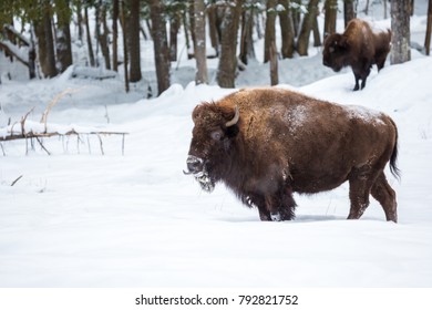 American Bison Or Buffalo Resting In A Snow Storm In North Quebec Canada.