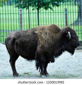 American Bison Buffalo Scientific Name Bison Stock Photo 1250013985 ...