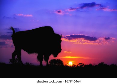 American Bison Buffalo silhouette against sunrise or sunset