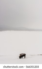 American Bison, Or Buffalo, Standing Alone In A Field With Snow