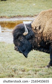 American Bison Buffalo in the wild of Yellowstone National Park