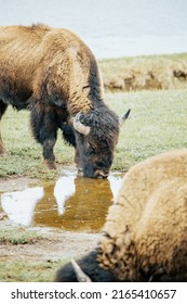 American Bison Buffalo in the wild of Yellowstone National Park