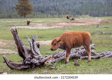 American Bison Calf in Yellowstone National Park