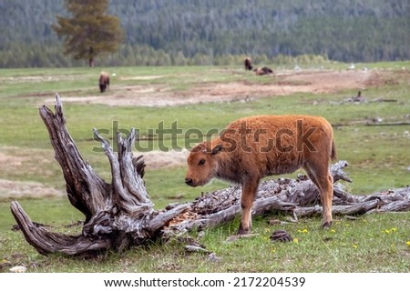 American Bison Calf in Yellowstone National Park