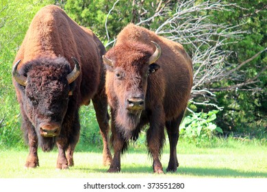 American Bison - Caprock Canyon, TX