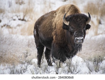 American Bison Covered In Snow