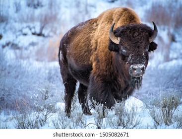 American Bison, cower with snow in winter, Yellowstone National Park 