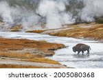 American Bison, crossing Firehole River, Upper Geyser Basin, Yellowstone National Park, Wyoming