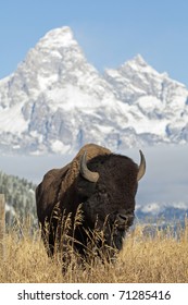 American Bison At Grand Teton Mountains