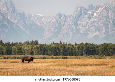 American Bison, Grand Teton National Park