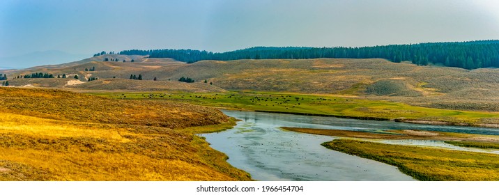 American bison grazing in a meadow near the Lamar River in Yellowstone - Powered by Shutterstock